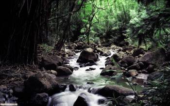 Стремительная лесная речка, качаем широкоформатные обои, , река, поток, камни, лес