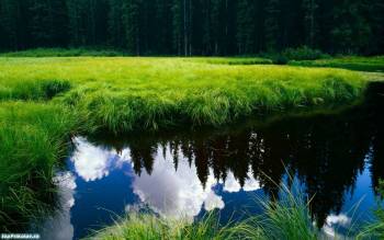 Изумрудная трава, скачать красивые обои природы 1440х900, , зелень, трава, озеро, лес, отражение, небо, облака