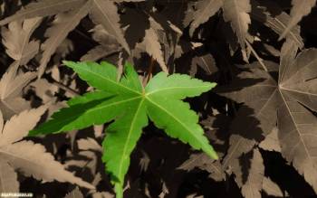 Одинокий зеленый листочек, скачать обои природы, , лист, зеленый, природа