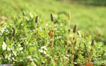 Полевые цветы и трава, скачать широкоформатные обои 1440х900, , цветы, макро, фото, луг, поле, зелень
