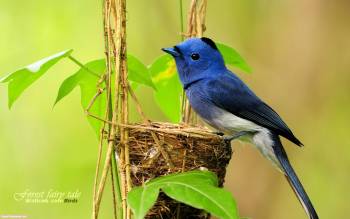 Маленькая синенькая птичка на гнезде, скачать обои 1920х1080, , птица, гнездо, ветка, лист