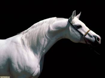 Белая лошадь, скачать обои с лошадьми, , лошадь, конь