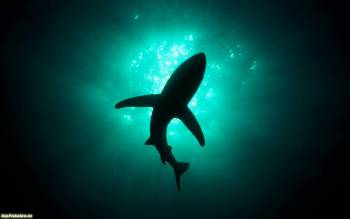Обои акула, скачать обои с акулами, , акулы, рыба, под водой, глубина
