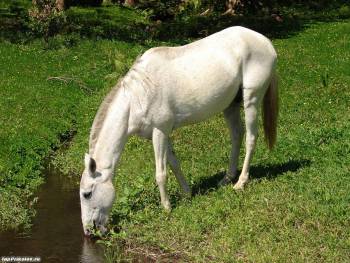 Белый конь на водопое, скачать обои с лощадьми, , лошадь, водопой, ручей, трава