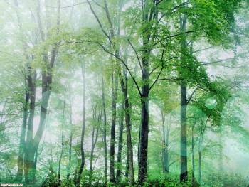 Туман в лесу, красивые и большие обои природы, , туман, лес, природа, утро