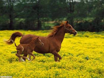 Кобыла и жеребенок, красивые обои с лошадьми, , лошадь, кобыла, жеребенок, бег, луг, цветы