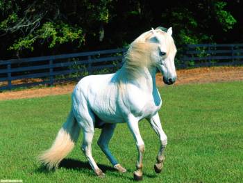Скачать красивые обои с белой лошадью, , конь, трава, загон