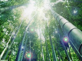 Бамбуковая чаща, скачать обои природы 1600х1200, , бамбук, чаща, заросли, небо, природа