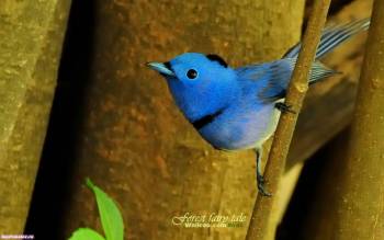 Синяя птичка на ветке, обои 1680х1050 пикселей, , ветка, птица, пернатые