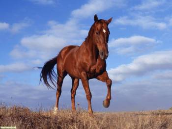 Гнедой конь, скачать обои с лошадьми 1600х1200, , конь, небо. облака, гнедой конь