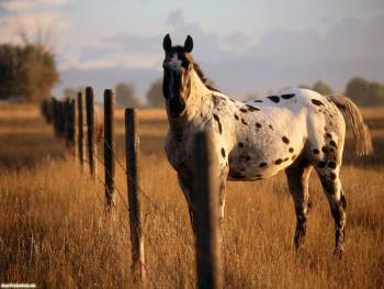 Скачать обои с лошадьми - обои 1600х1200 пикселей, , конь, жеребец, выпас, ограда