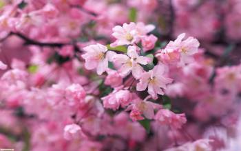 Симпатичные весенние обои - нежные розовые цветы, , цветок, розовый, макро, фото, весна