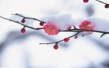 Обои - весна, красивые веточки под снегом, , снег, весна, оттепель, ветка, цветок