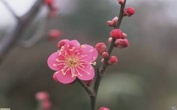 Скачать обои природы: макро-фото розового цветка, , природа, цветок, макро, фото