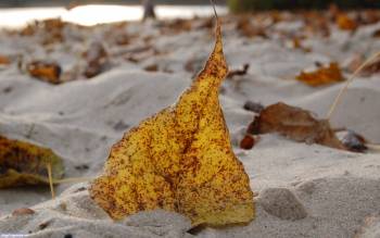 Опавший лист, скачать красивые обои 1920х1200, , лист, осень, песок