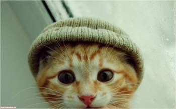 Скачайте прикольные обои с котятами - котенок в шапке, , котенок, кот, шапка, взгляд