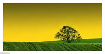 Большие красивые обои - одинокое дерево в поле, , поле, дерево, природа, вечер, зеленый, желтый