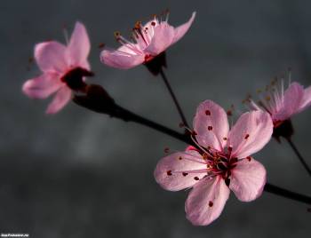 Скачать макро-фото с цветами, весенние обои, , весна, цветок, розовый