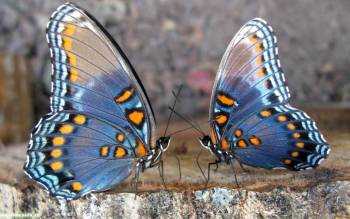 Две голубых бабочки, скачать обои с бабочками, , бабочки, насокомые, макро, фото