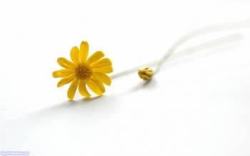 Одинокий желтый цветок, скачать обои 1280х800, , цветок, желтый