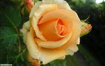 Желтая роза в капельках росы, скачать обои, , роса, капли, цветок, роза