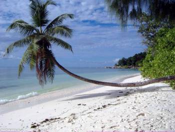 Отдыхайте на Сейшелах - симпатичные летние обои, , тропики, пляж, Сейшелы, пальма, песок, океан, лето, небо, облака, рай