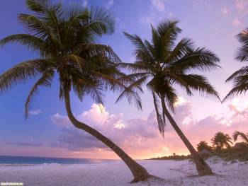 Две пальмы на закате, скачать красивые обои с пальмами, , пальмы, закат, тропики, рай, небо, горизонт, пляж, песок, океан
