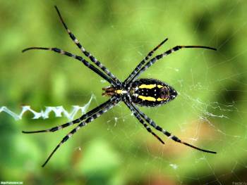 Паук и его паутина, скачать обои с пауками, , паук, насекомое, паутина, макро, фото