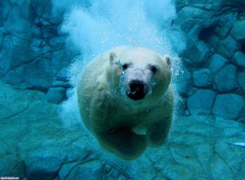 Обои - белый медведь под водой, обои 1920х1408, , белый медведь, под водой, глубина