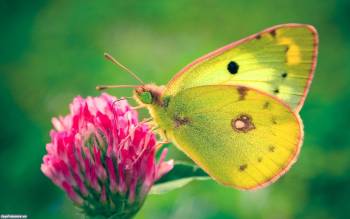 Желтая бабочка на цветка, скачать обои с бабочками, , бабочка, цветок, макро, фото, насекомое
