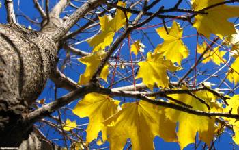 Красивые осенние обои - скачать обои с желтыми листьями, , лист, дерево, небо, осень