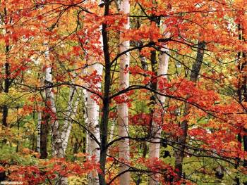 Русская природа - березки, скачать осенние обои, , осень, природа, берега, лес, деревья