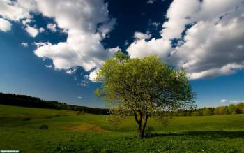 Одинокое дерево в поле, скачать широкоформатные обои природы, , природа, дерево, небо, облака, трава, горизонт