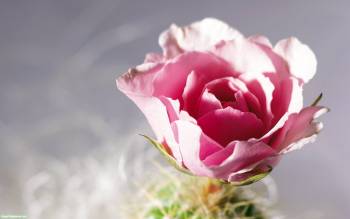 Красивый розовый цветок, скачать обои 1920х1200, , цветок, розовый, макро, фото