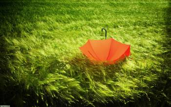 Скачать широкоформатные обои - красный зонтик на траве, , зонтик, трава, поле, зелень