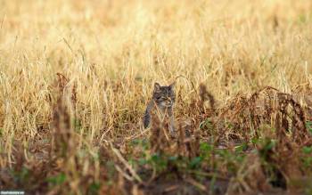 Скачать широкоформатные обои - кот спрятался, , кот, трава, поле