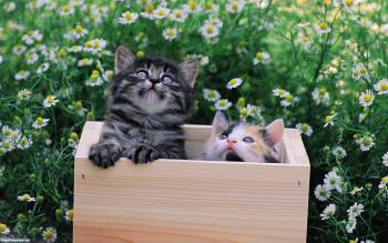 Скачать обои с котятами - два котенка в ящике в ромашках, , котята, котенок, коробка, ромашки, поле