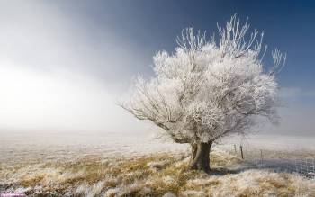 Красивое дерево в инее, скачать обои природы, , иней, дерево, иней, поле, туман, утро