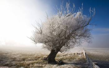 Скачать красивые широкоформатные обои, дерево в инее, , иней, зима, снег, утро, небо, туман, забор