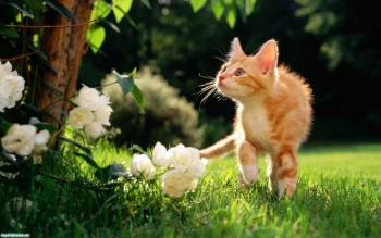 Скачать обои - рыжий котенок, , рыжий, котенок, трава, цветок, лето
