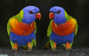 Два ярких попугая, скачать обои с попугаями, , попугай, птица, яркий, разноцветный