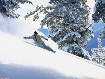 Скачать красивые спортивные обои - сноуборд, , сноуборд, снег, зима, ель, сосна, занос