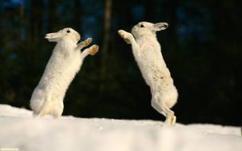 Игра двух зайцув, скачать обои с зайцами, , заяц, зима, снег
