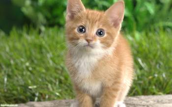 Маленький пушистый котенок, скачать обои с котятами, , котенок, пушок, трава, взгляд
