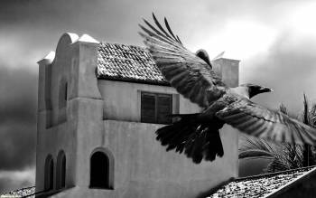 Скачать мрачные черно-белые обои: полет ворона, , здание, черно-белый, ворона, полет, мрачный
