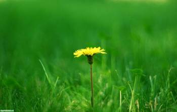 Желтый одуванчик, обои - весна, весенние обои, , весна, одуванчик, трава, цветок, макро, фото