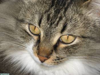 Глазастый котенок. обои 1600х1200 с котятами, , котенок, макро, фото, глаза
