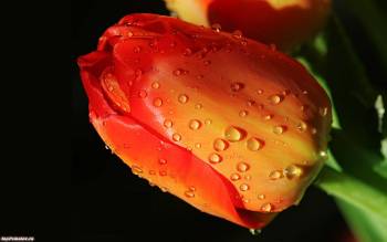 Бутон тюльпана в капельках росы, широкоформатные обои, , цветок, тюльпан, роса, капли, макро, фото