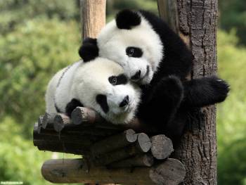 Милые панды, скачать обои с пандами, , панда, медведь