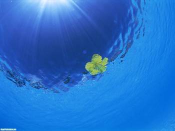 Под водой, красивые обои на рабочий стол, , под водой, океан, цветок, голубой, синий